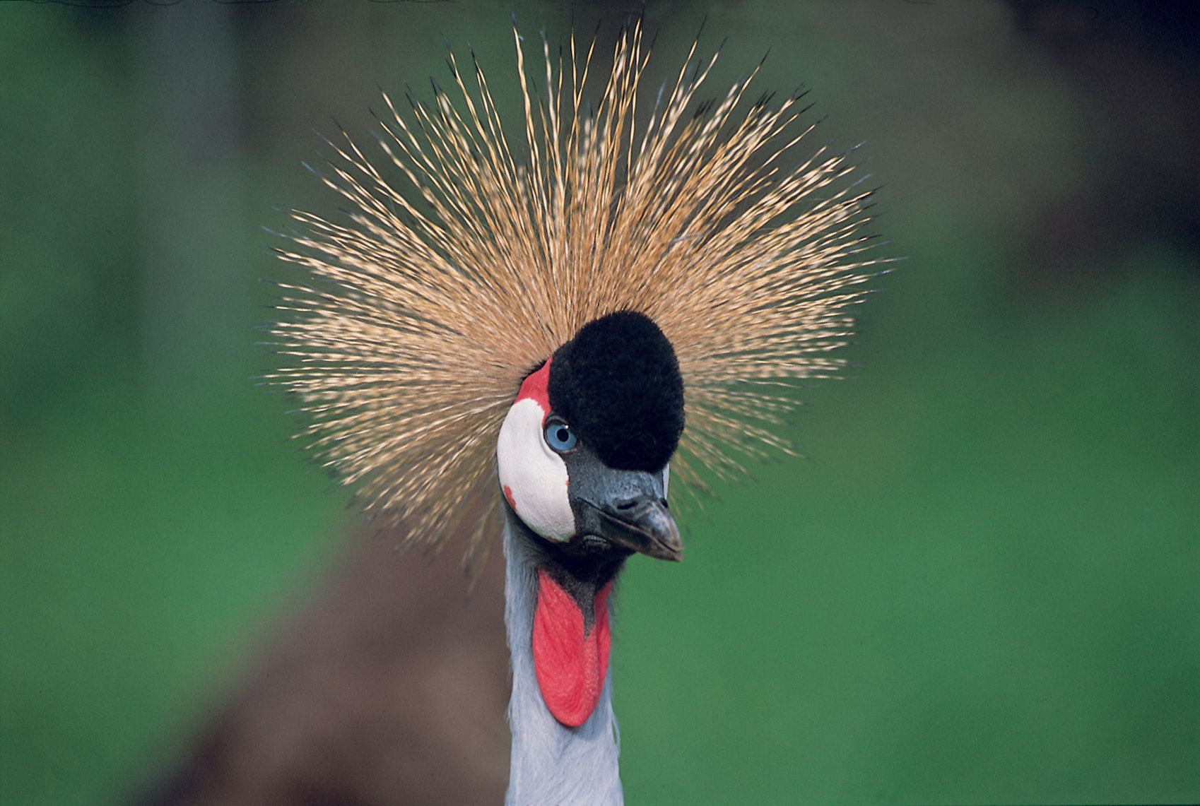 A close up of a bird with a crown on its head.