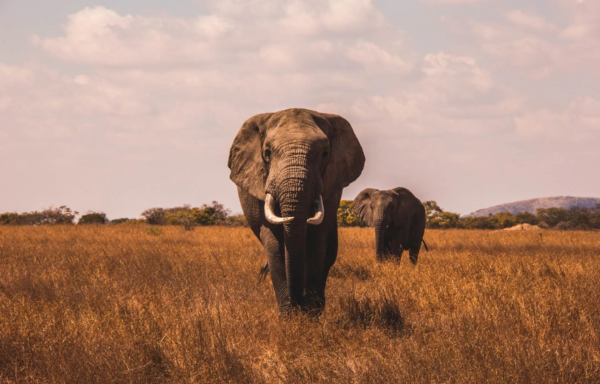 Two elephants are walking across a dry grass field.