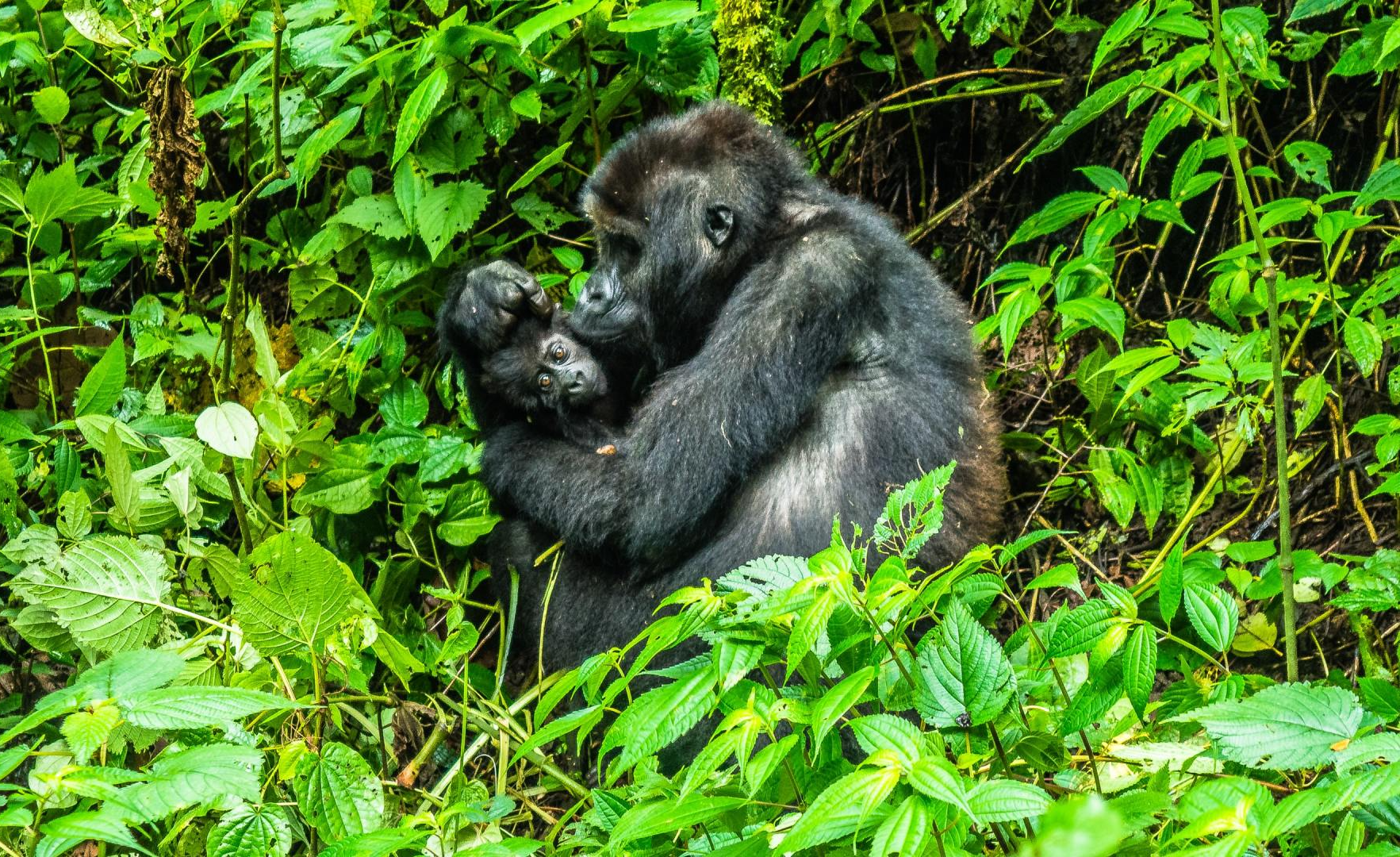 A gorilla is sitting in the middle of a lush green forest.