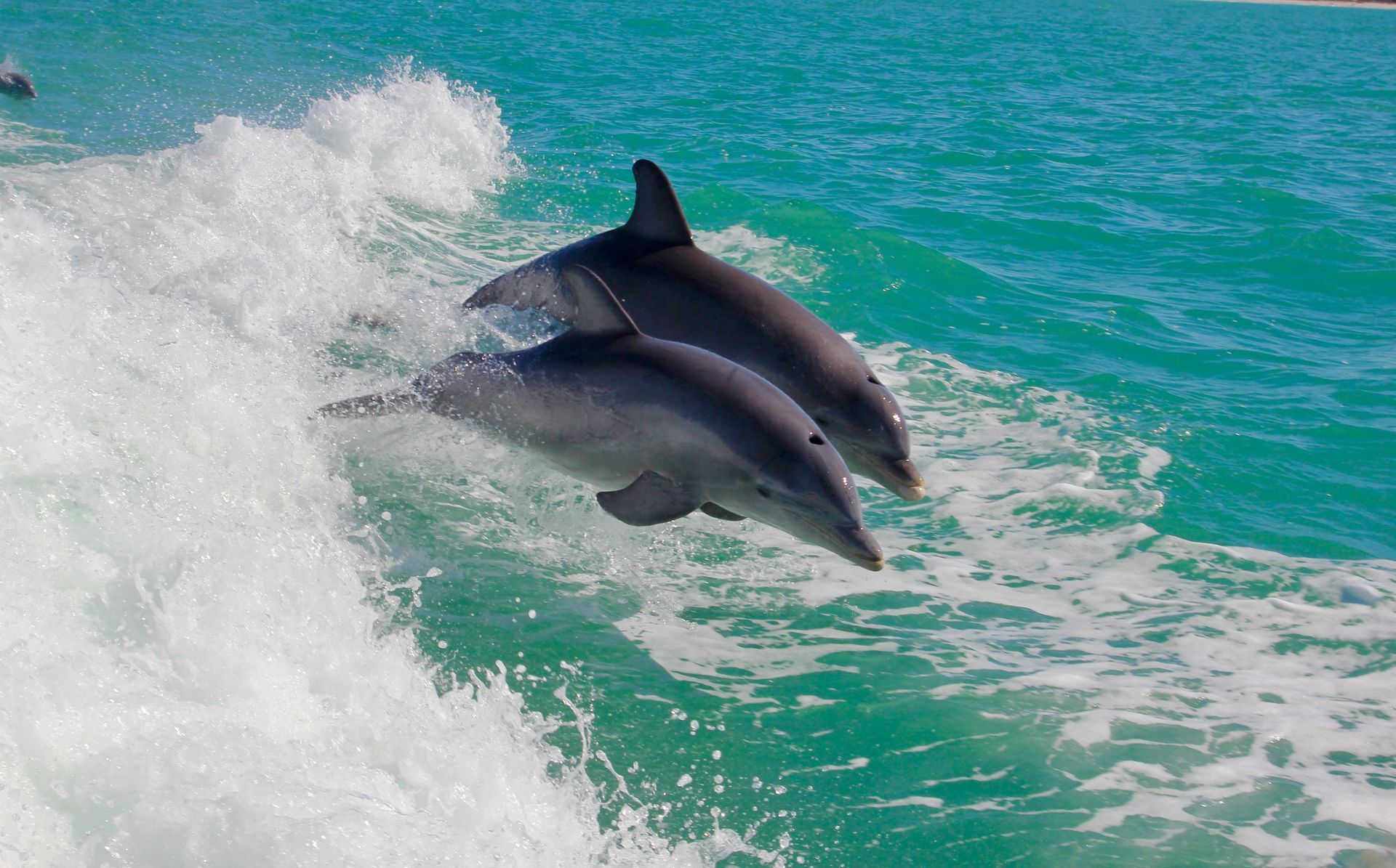 Two dolphins leap out of turquoise water, next to a white wave.