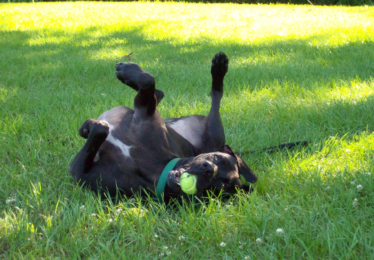 Dog rolling over in grassy field