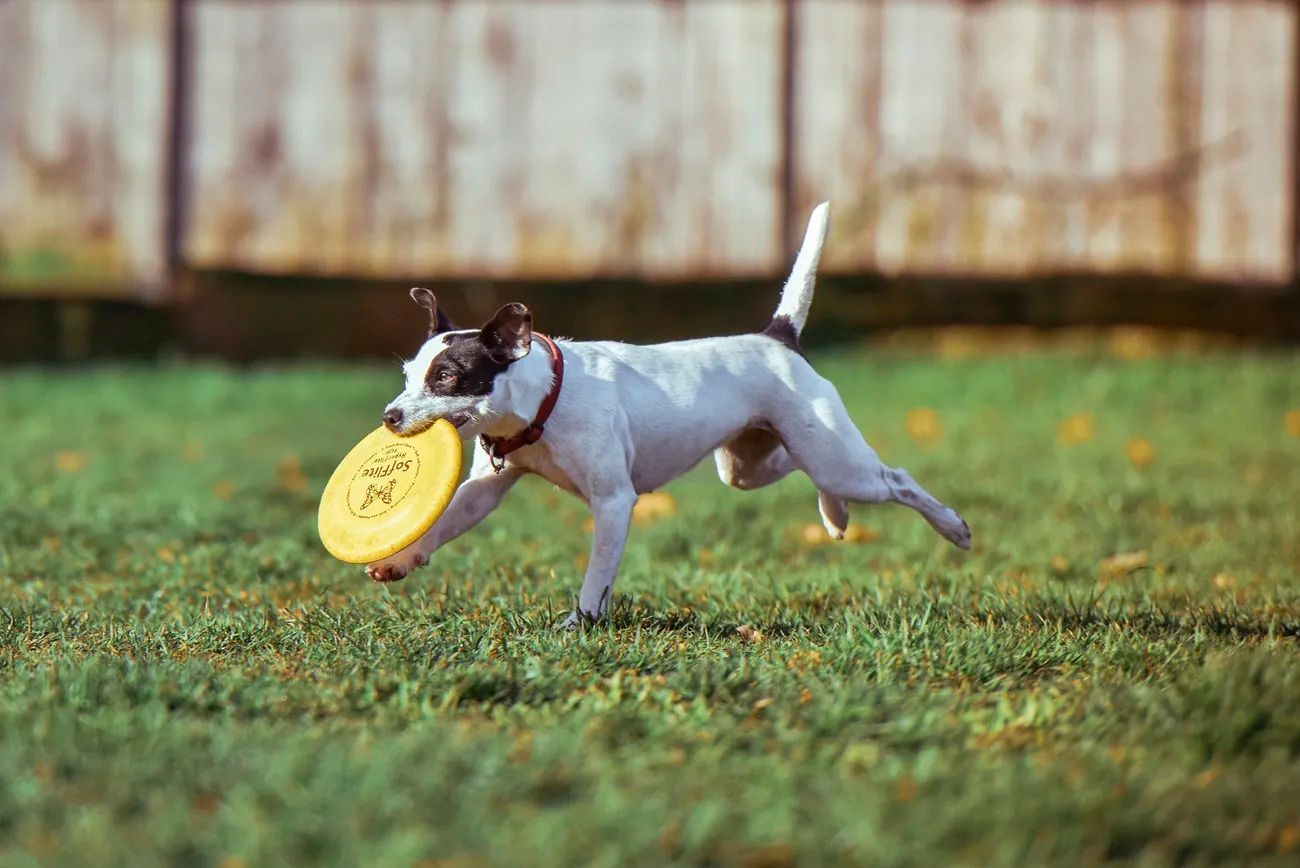 Trained dog catching frisbee