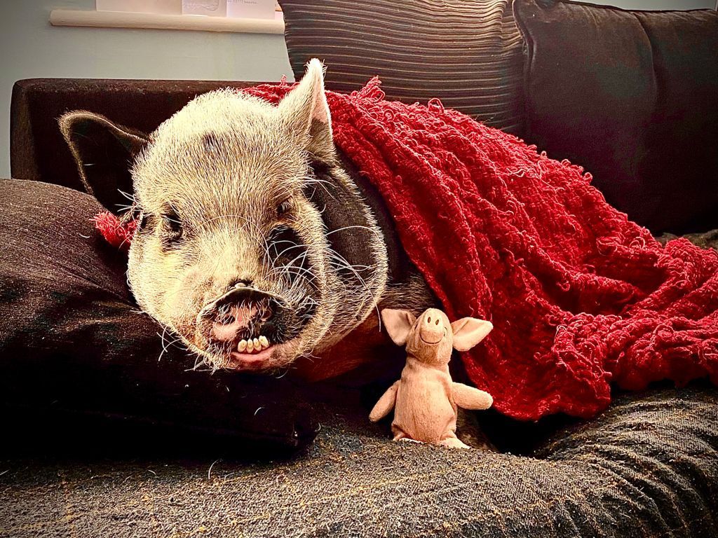 A cozy pig cuddled under a red blanket on a couch next to a stuffed pig.