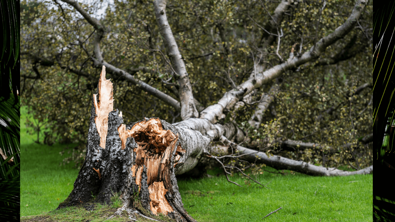 dead palm tree