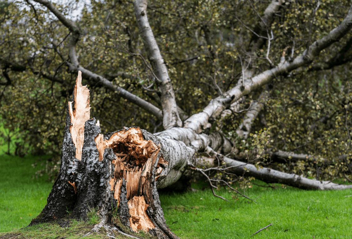 fallen old tree