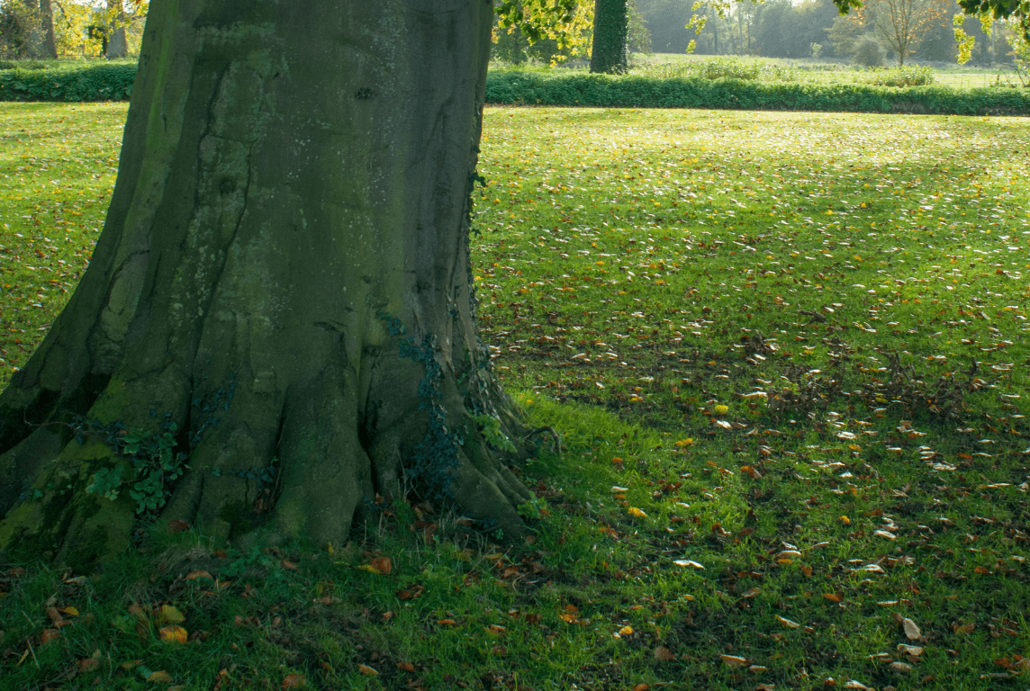 large tree with moss