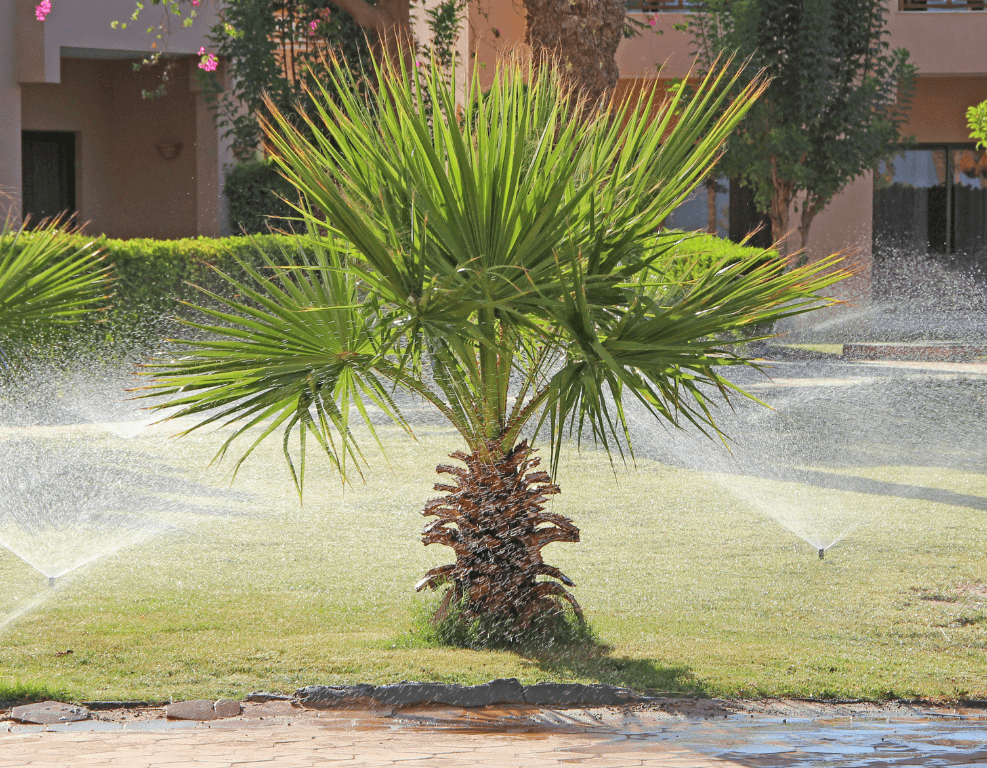 baby palm tree being watered
