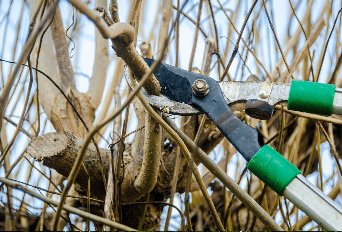 tree trimming