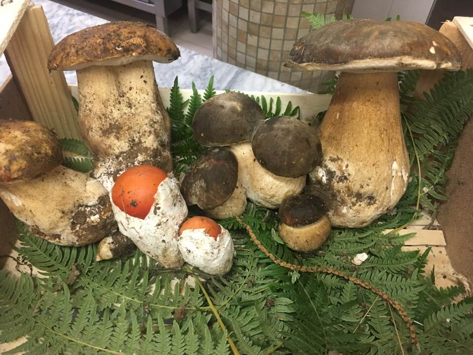 Funghi