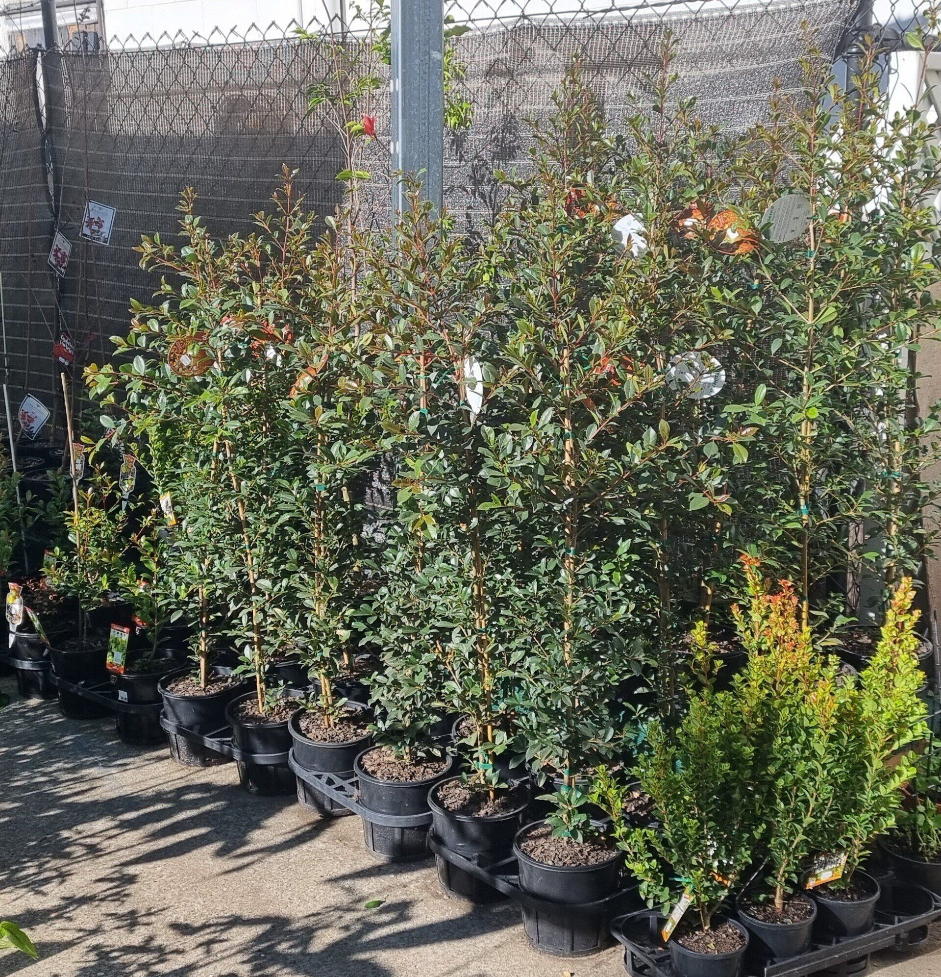 Rare Plants and Fruit Trees | Fraser Coast Nursery