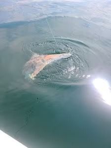 A shark is swimming in the water near a boat.