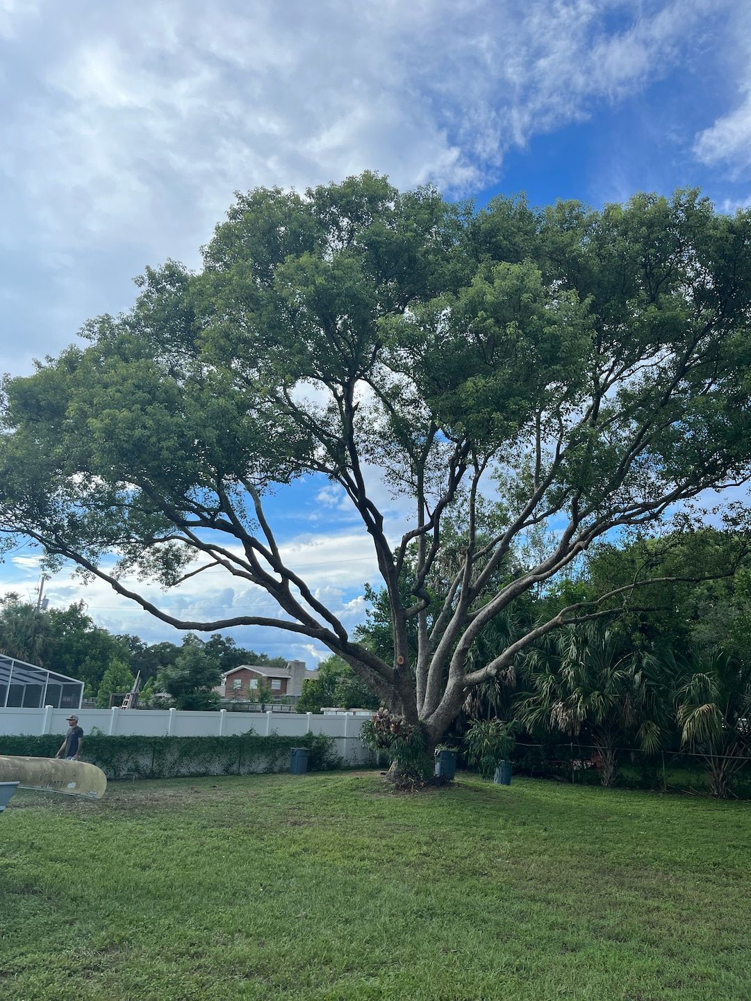 There is a large tree in the middle of a grassy field.