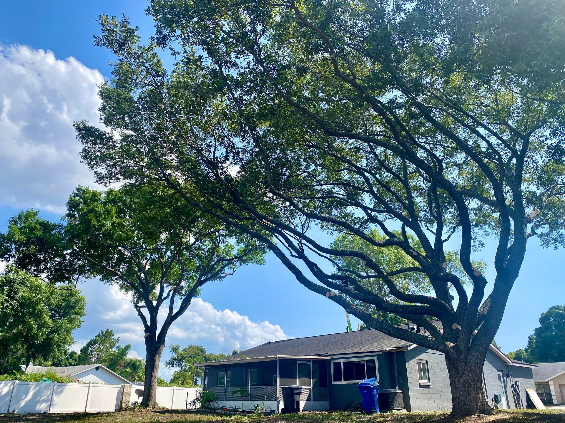 A house with a large tree in front of it