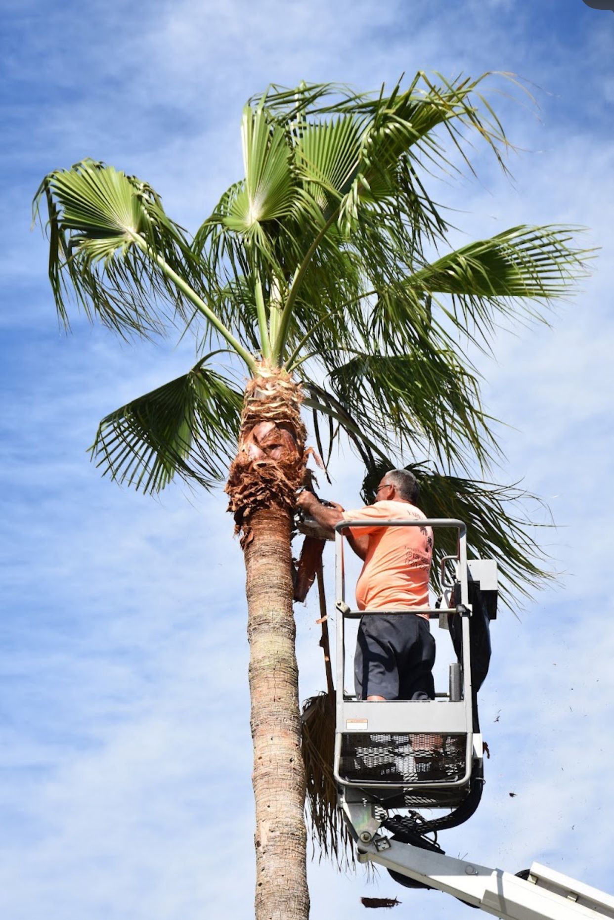 A man is cutting a palm tree from a crane.