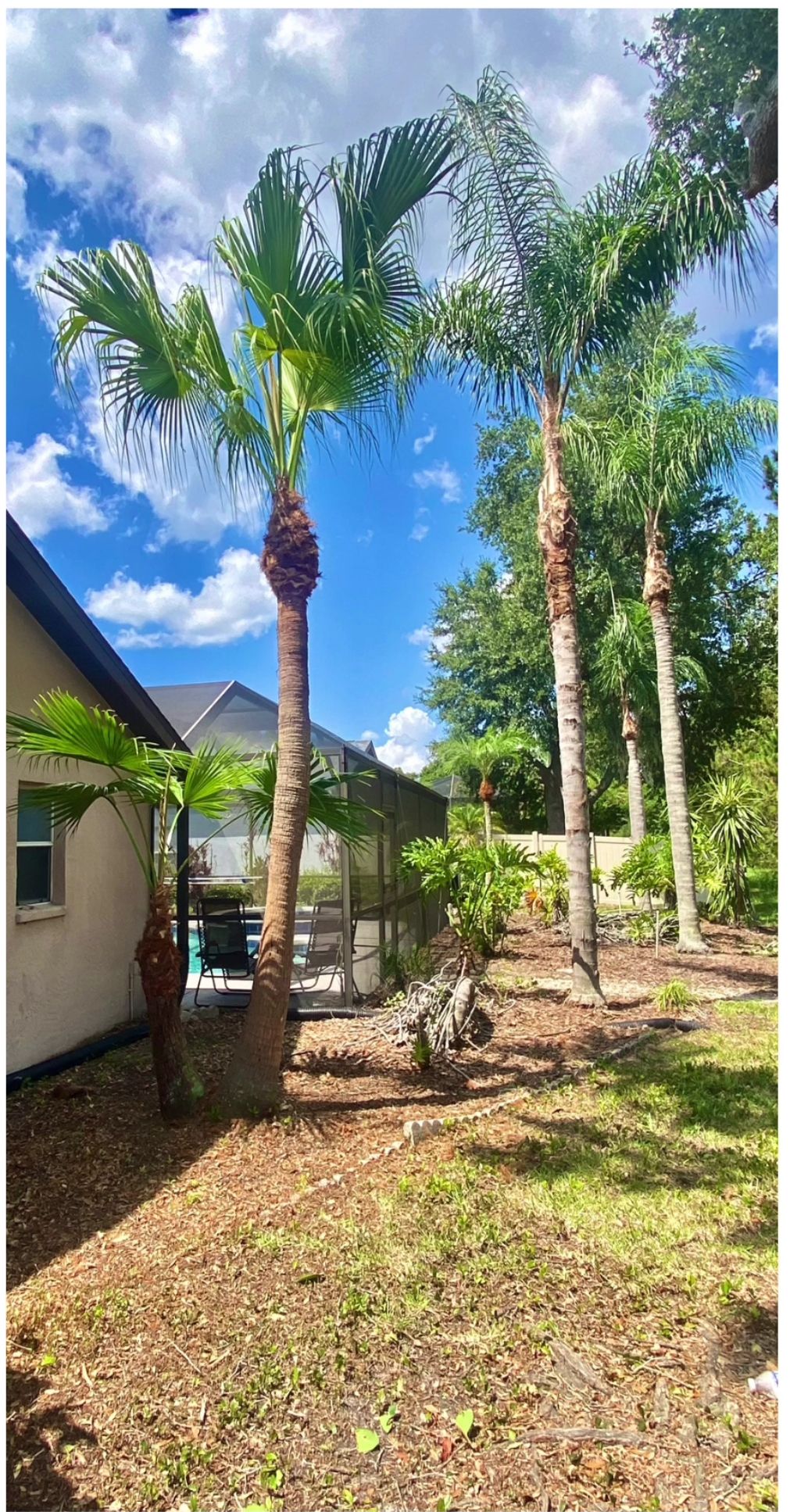 There are many palm trees in the backyard of a house.