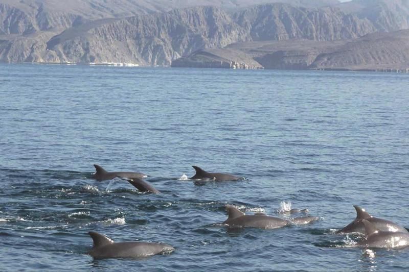 Dolphins in Muscat with cliffs in background