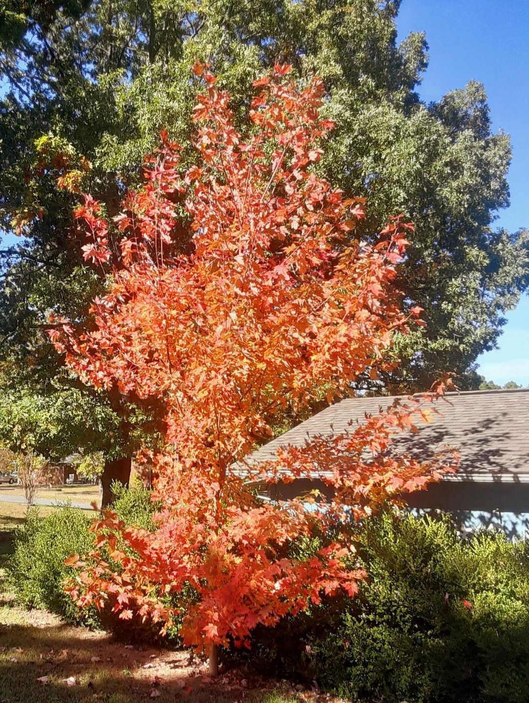 A tree with vibrant orange leaves in front of a blue house and green trees.