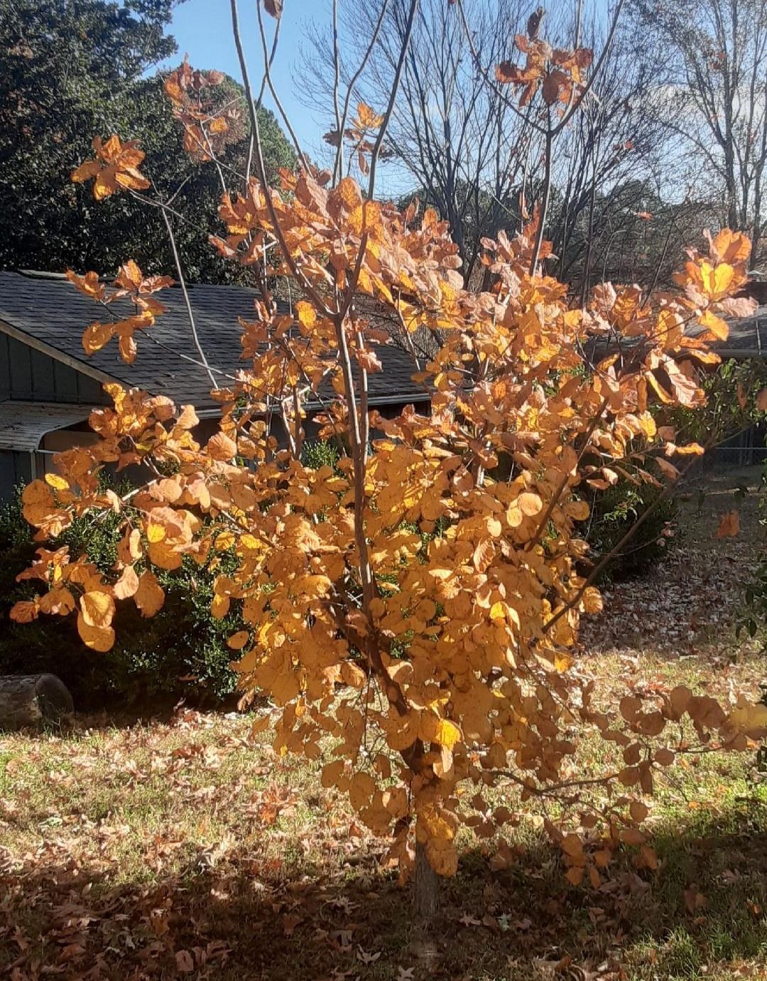 Small tree with golden-yellow leaves in a yard with a house and blue sky.