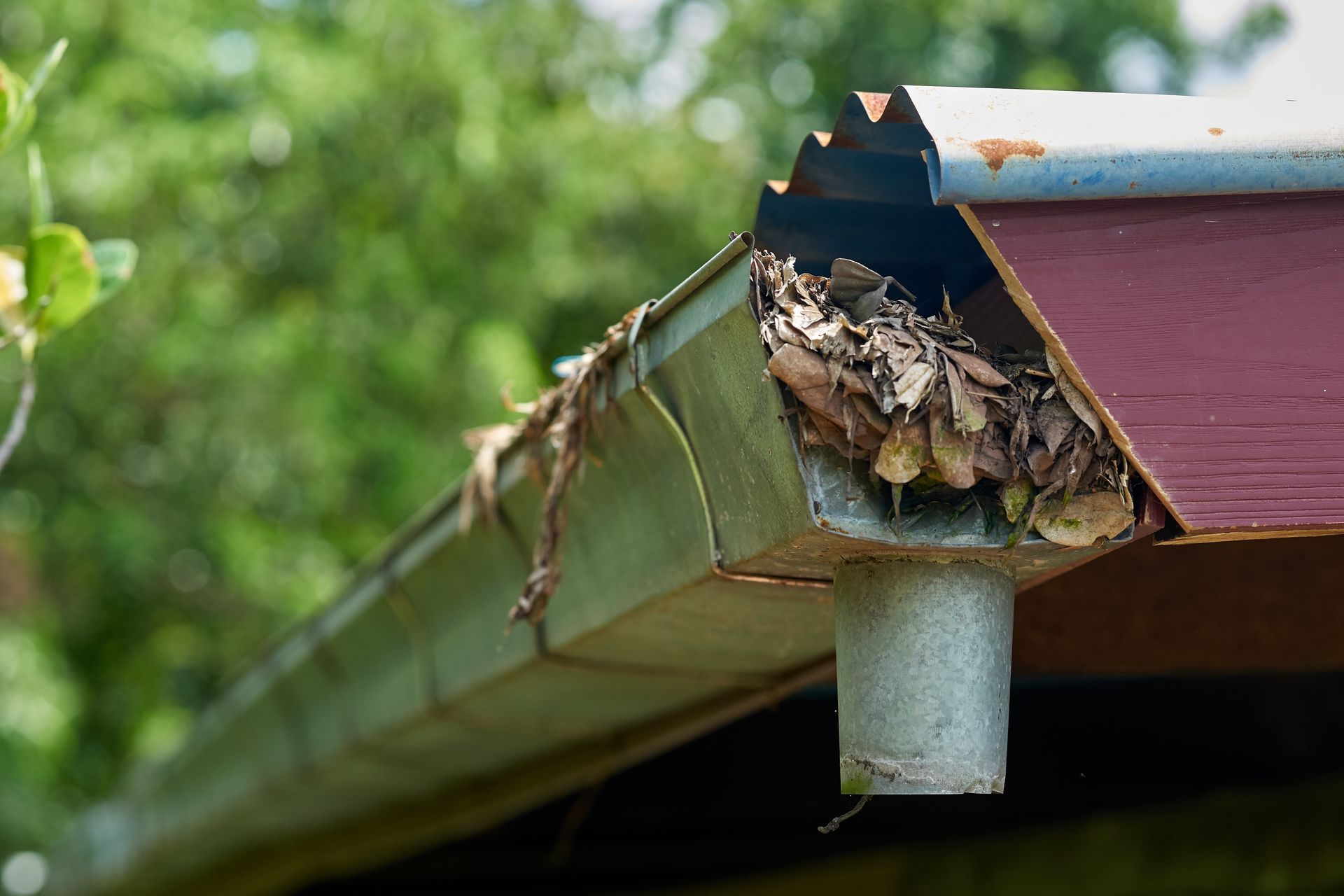 Clogged gutter filled with leaves, next to a red roof, and a downspout.