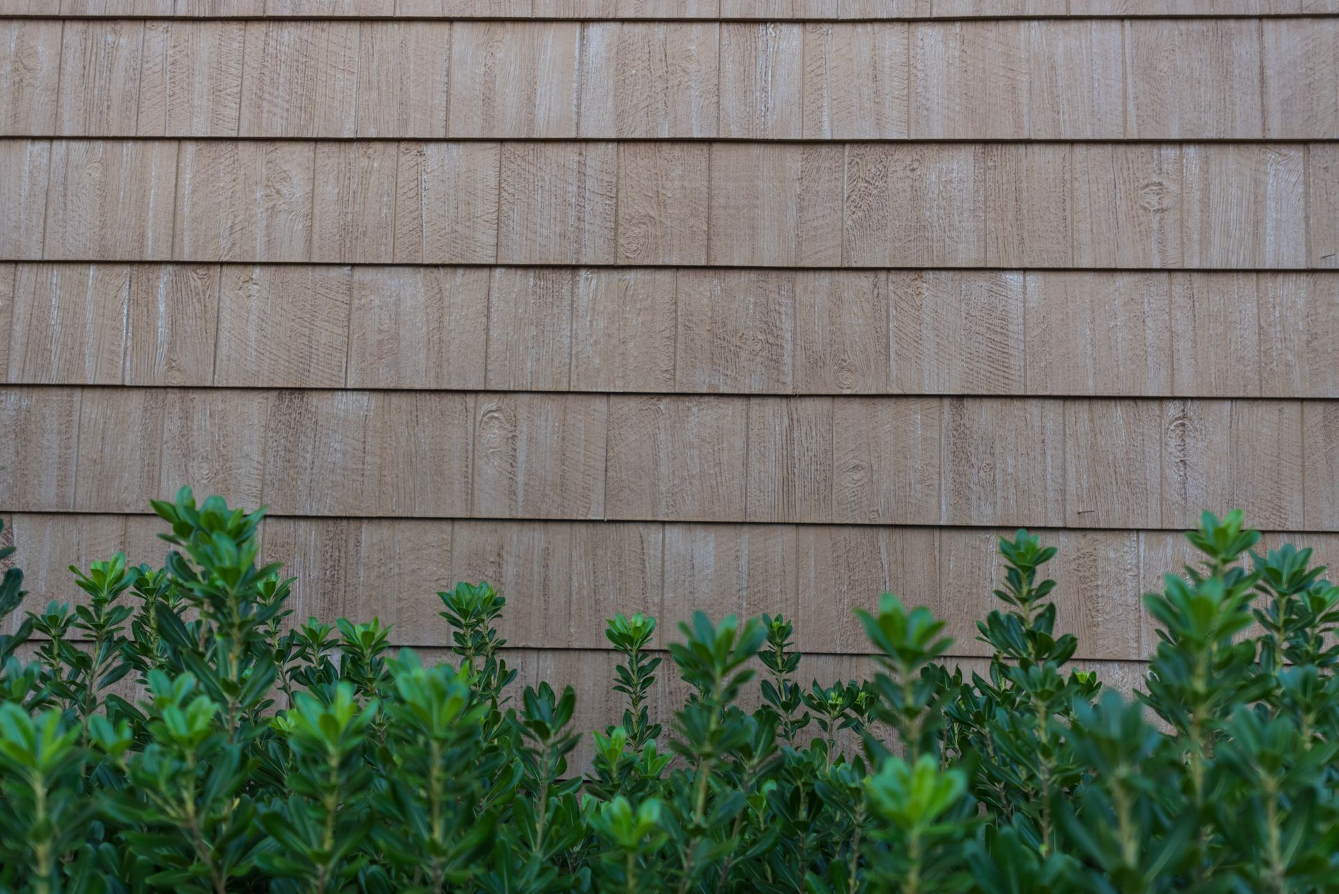 Brown wooden siding above a row of green leafy shrubs.
