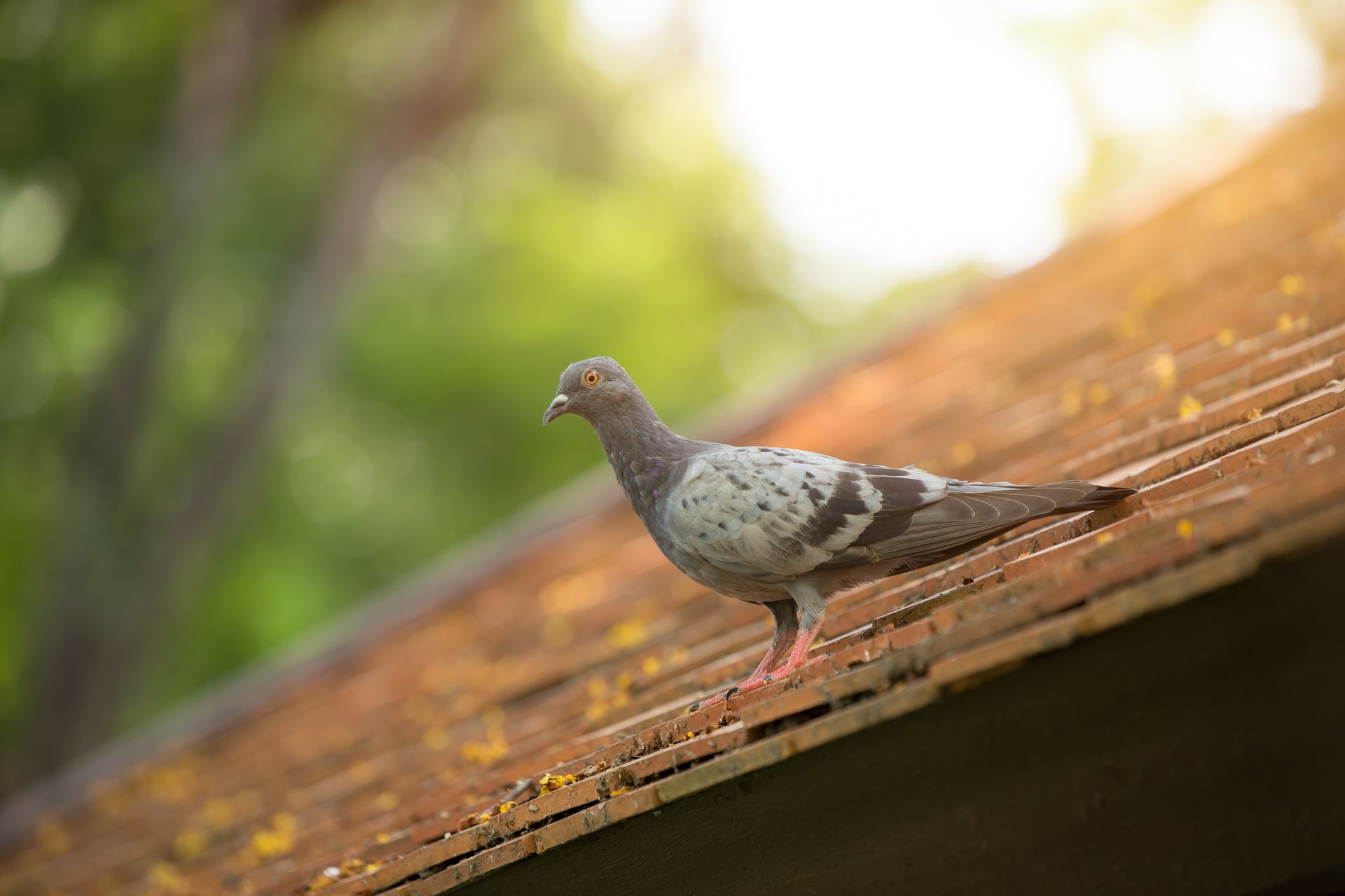 Pigeon with gray and white feathers on a weathered, reddish rooftop, with blurred green foliage in the background.