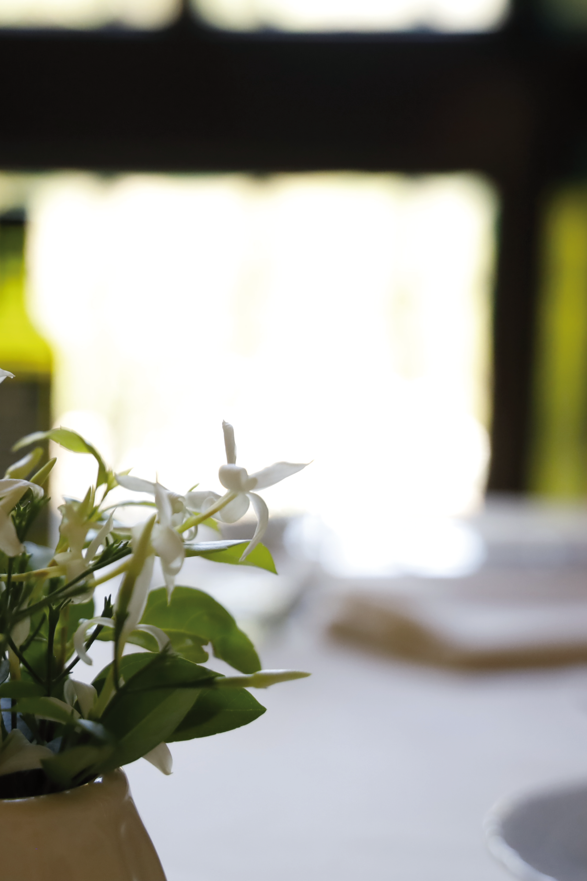 Una planta en maceta con flores blancas se sienta sobre una mesa