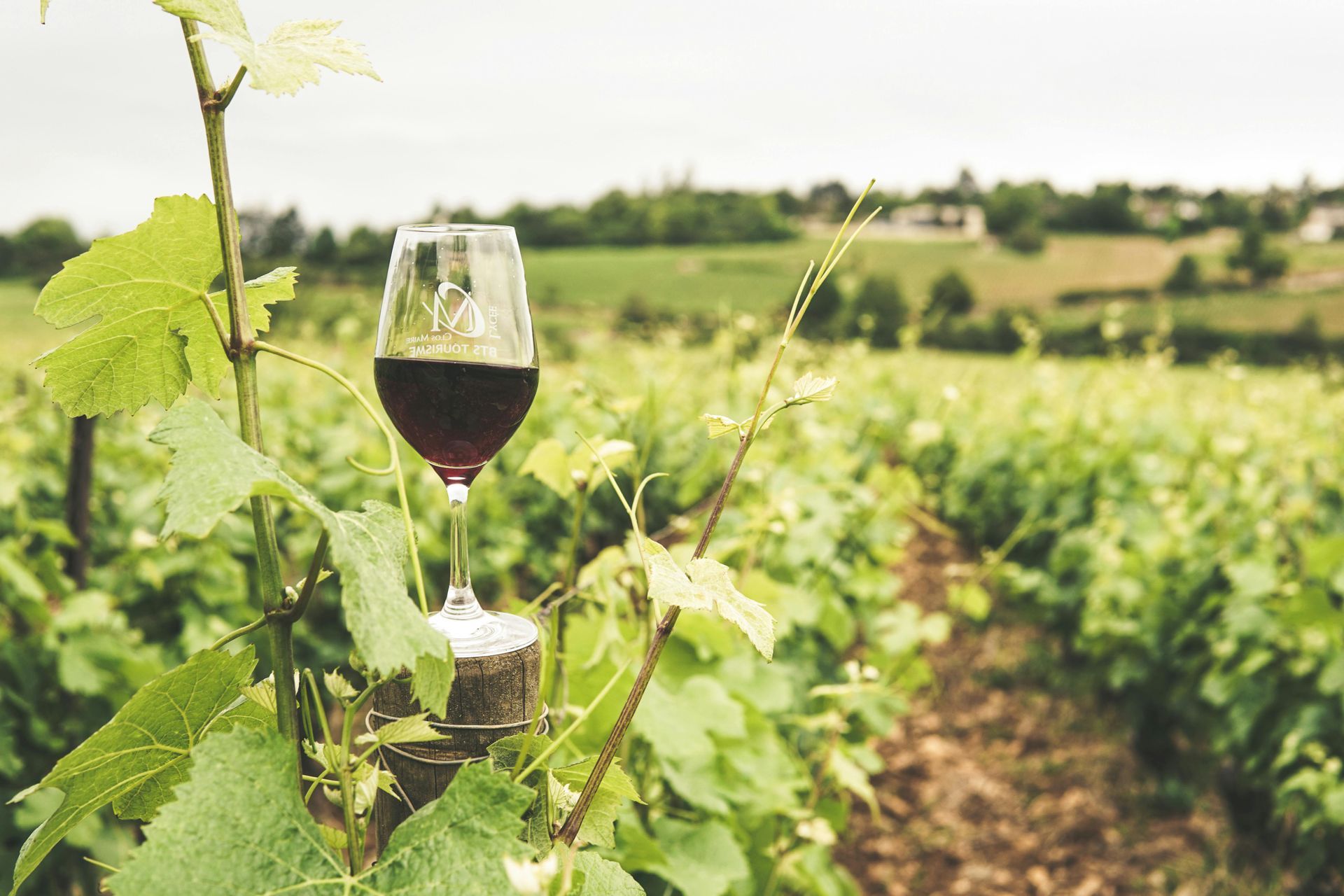 A glass of red wine is sitting on a vine in a vineyard.