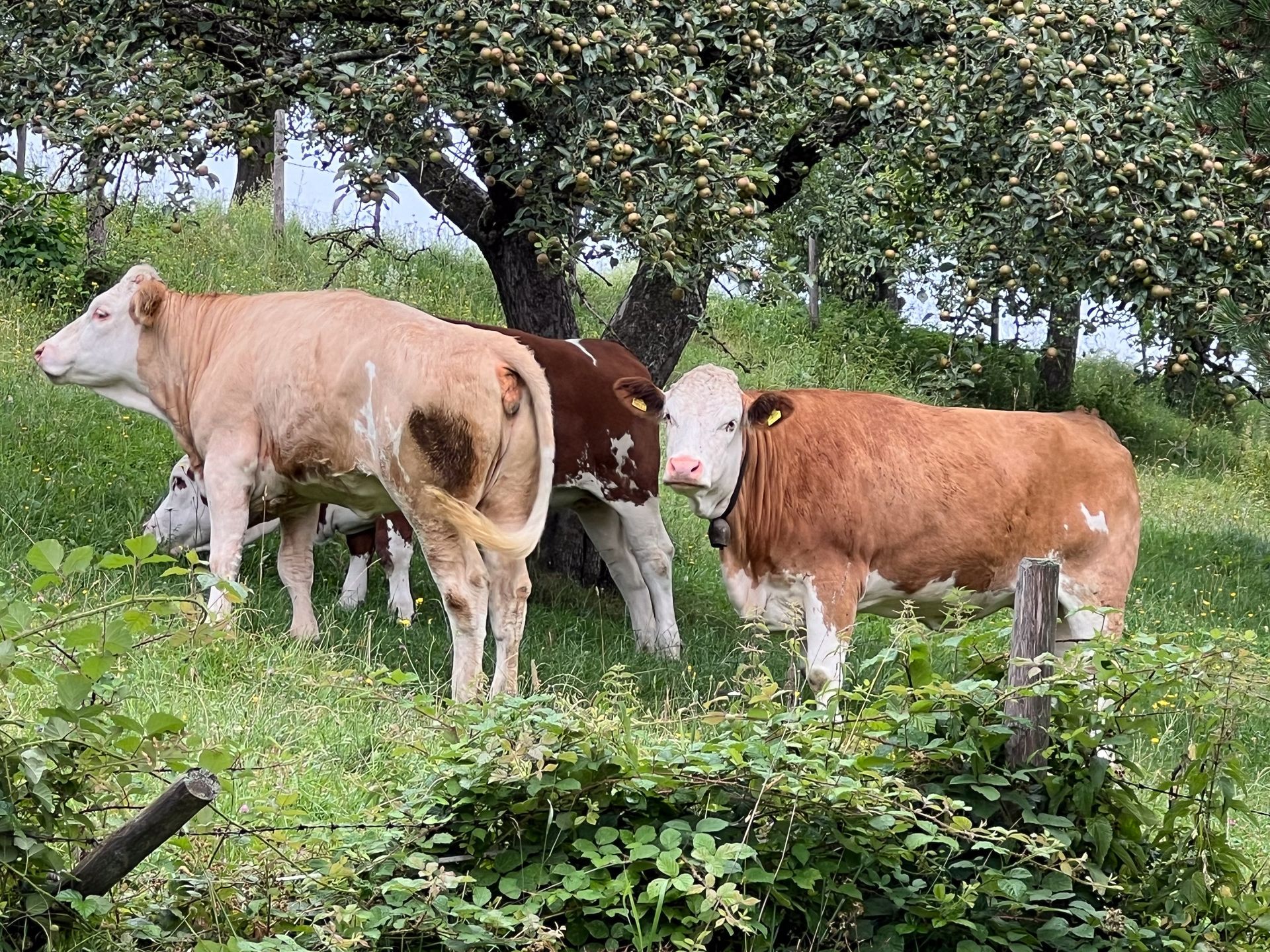 Tierische Beobachter