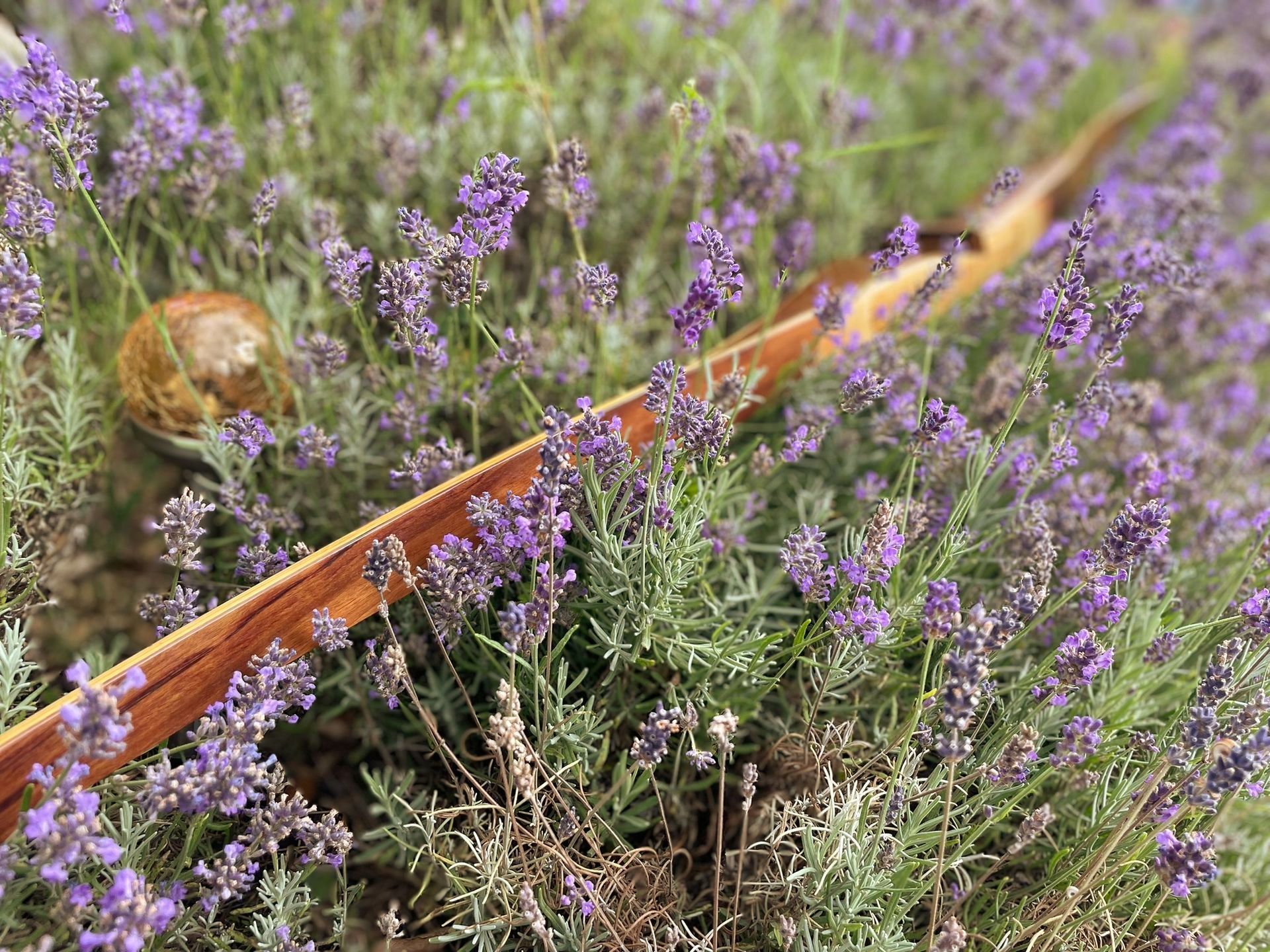 Langbogen aus Ipe-Holz