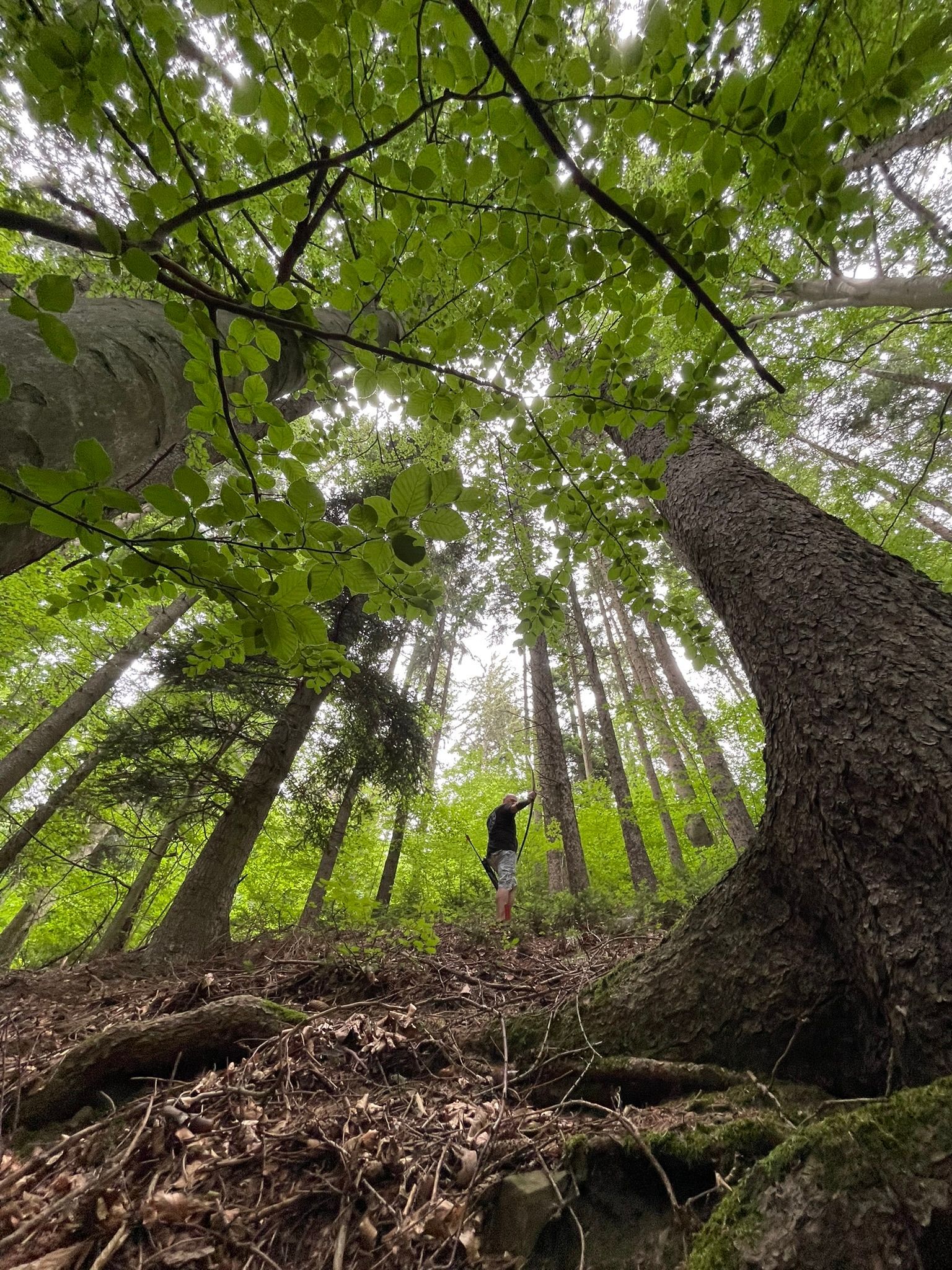 Wald 3D-Parcours