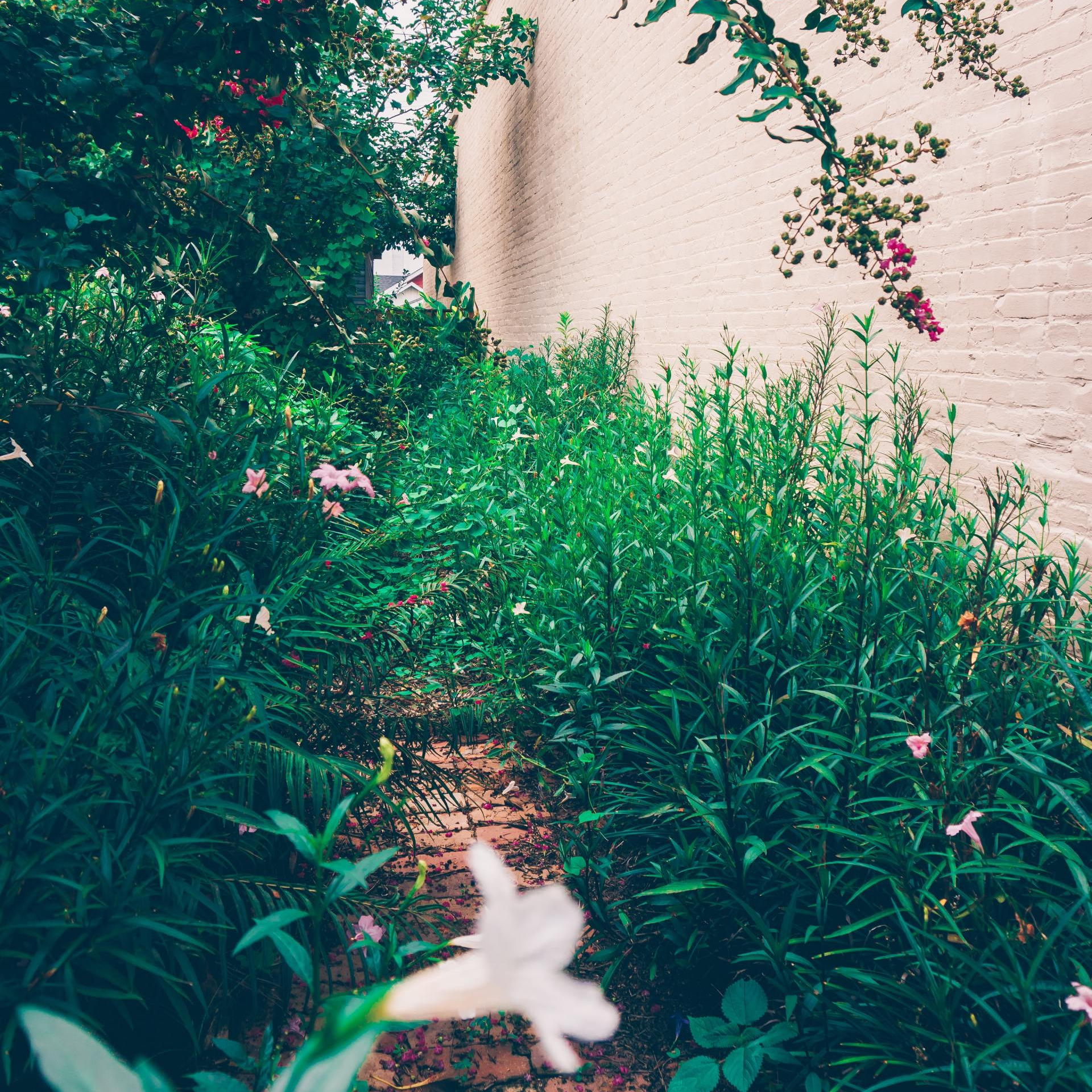 A brick walkway is surrounded by lots of plants and flowers