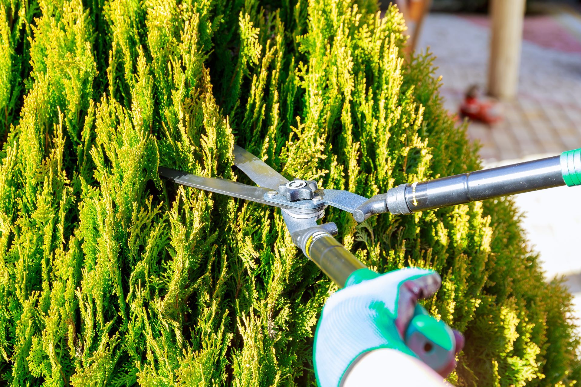 A person is cutting a bush with a pair of scissors.