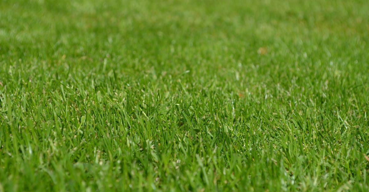 A close up of a lush green field of grass.