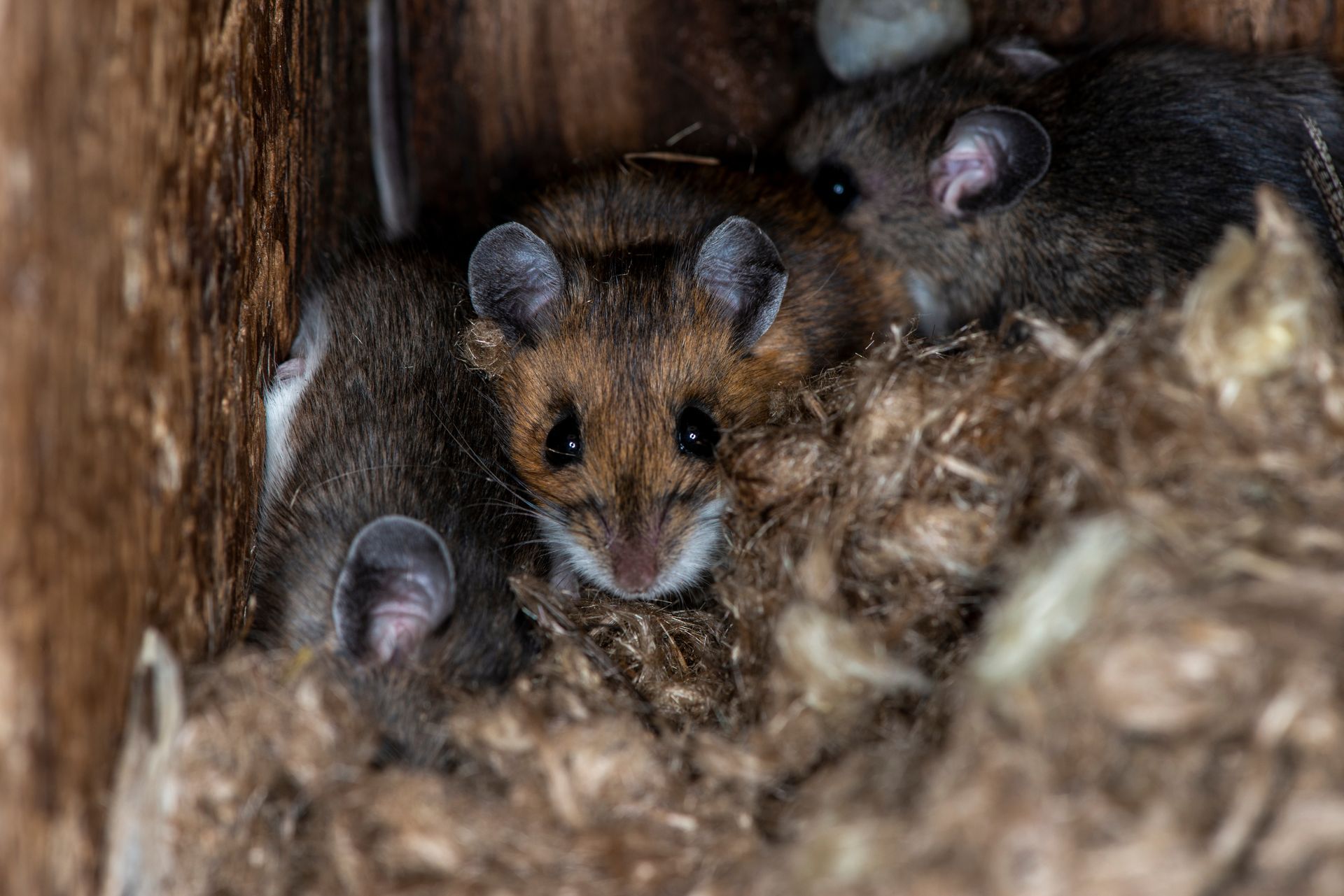 Small mouse nestled in straw inside a wooden nest, peeking out with its ears and eyes visible