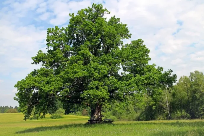 large tree 