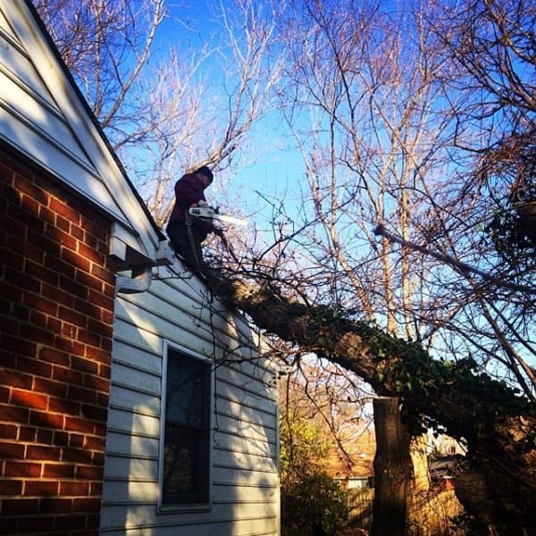 Emergency tree removal Red Deer