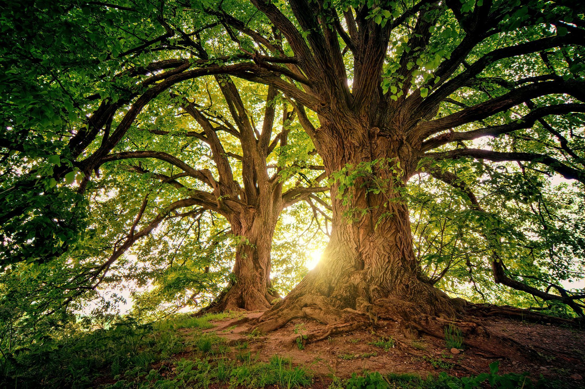 healthy trees in Prince George 