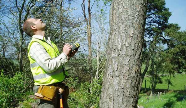 tree inspection in progress in Red Deer