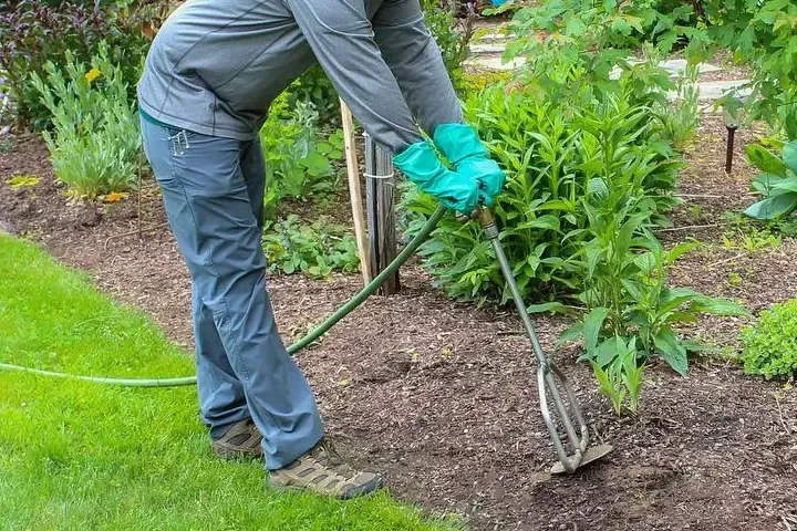 Trees Fertilized in Red Deer back yard