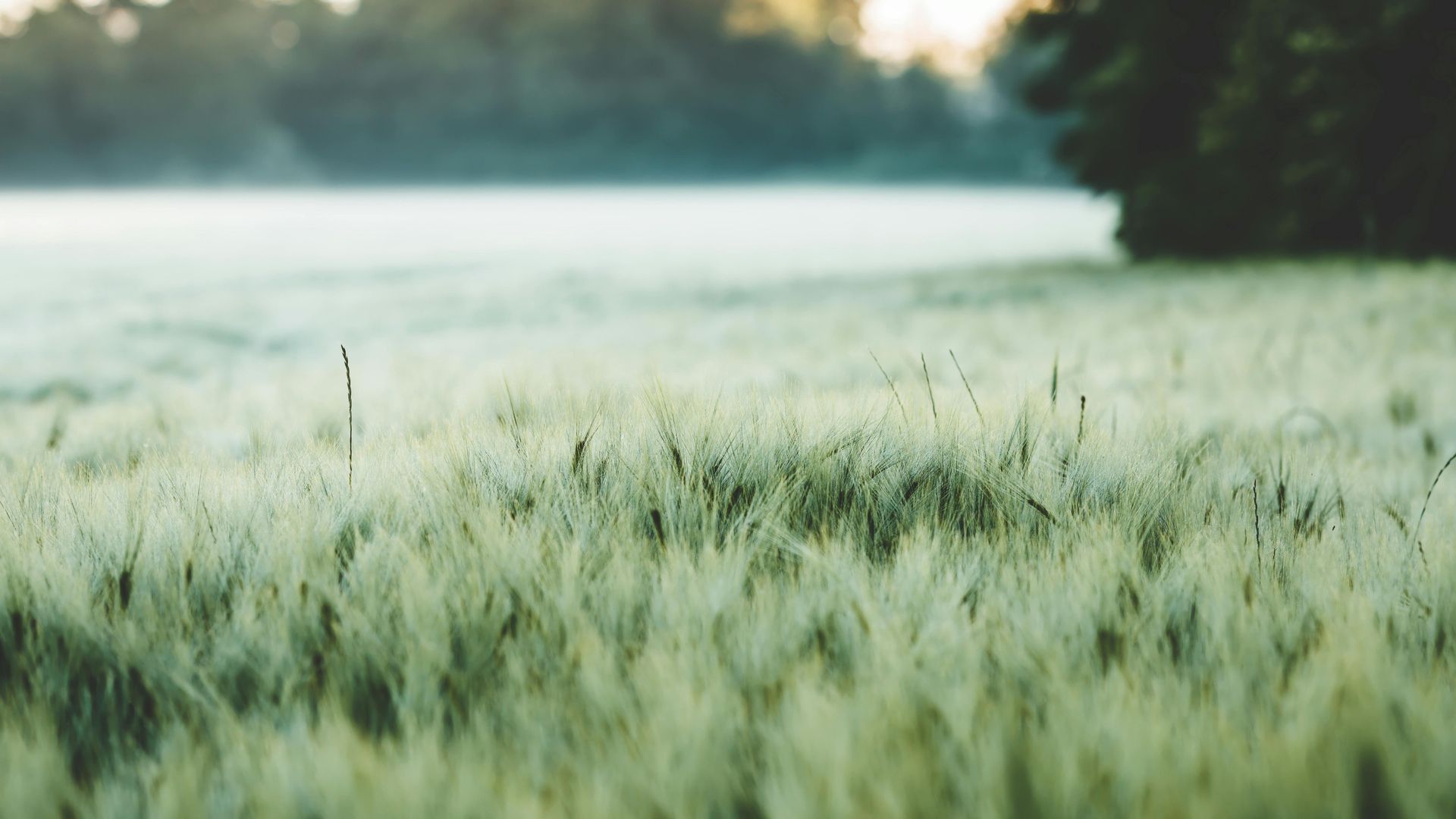 Soft focus green grass field covered in morning dew with misty natural landscape background