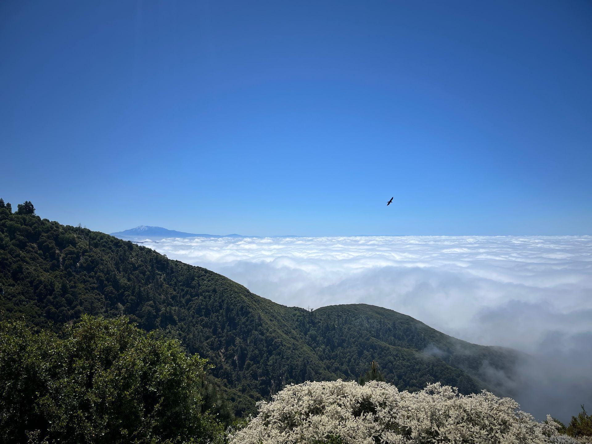 Rolling green mountains with a sea of clouds beneath a bright blue sky, small bird in the distance.