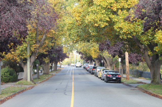 A row of cars are parked on the side of a street lined with trees.