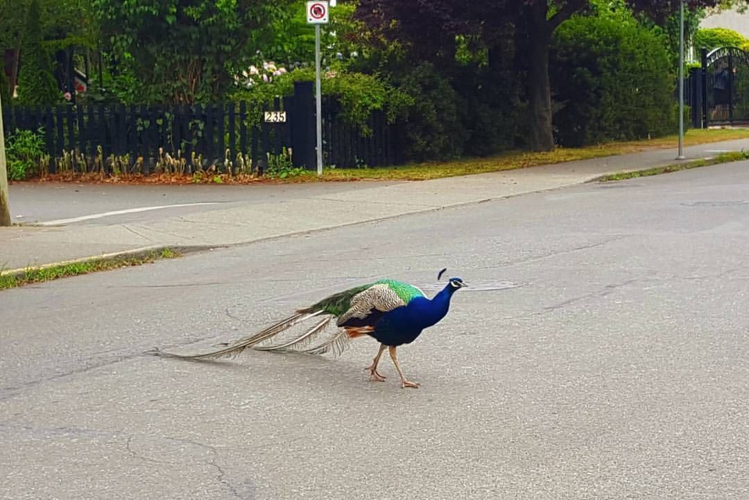 A peacock is crossing a street in front of a no parking sign.