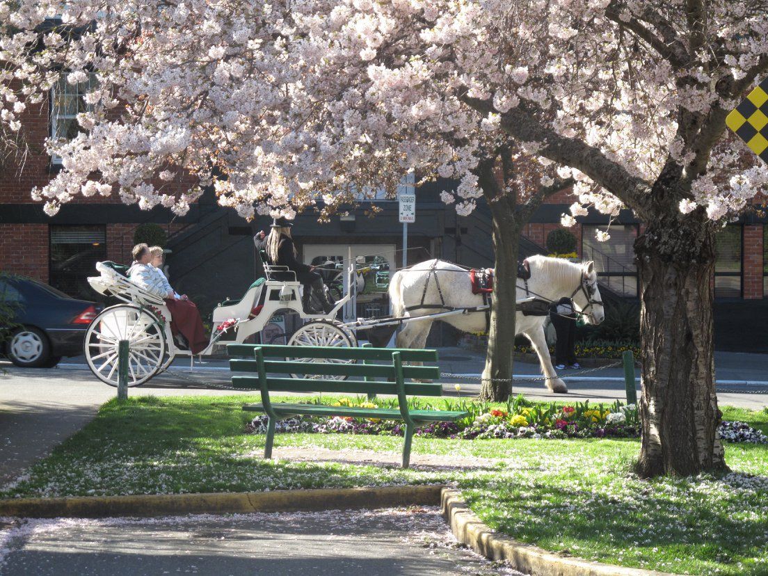 A horse drawn carriage is parked under a cherry blossom tree