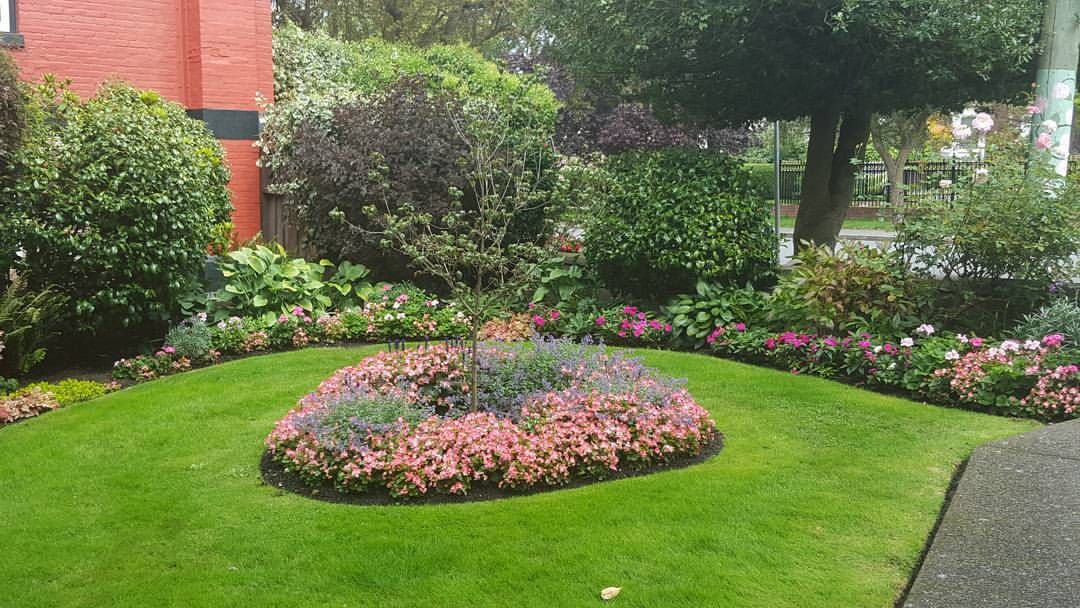 A lush green lawn with a circular flower bed in the middle of it.