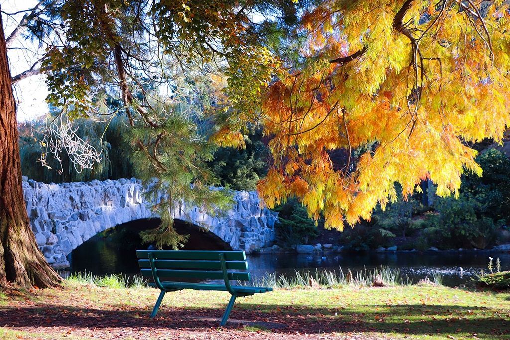 A park bench under a tree with a bridge in the background
