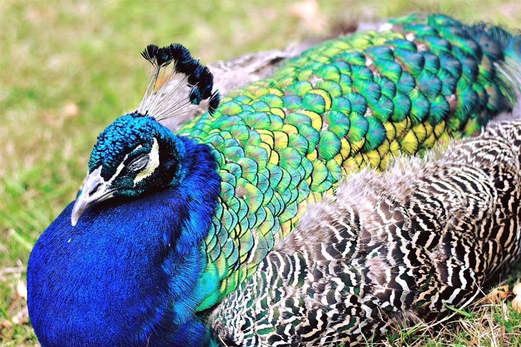 A peacock is laying on the ground in the grass.