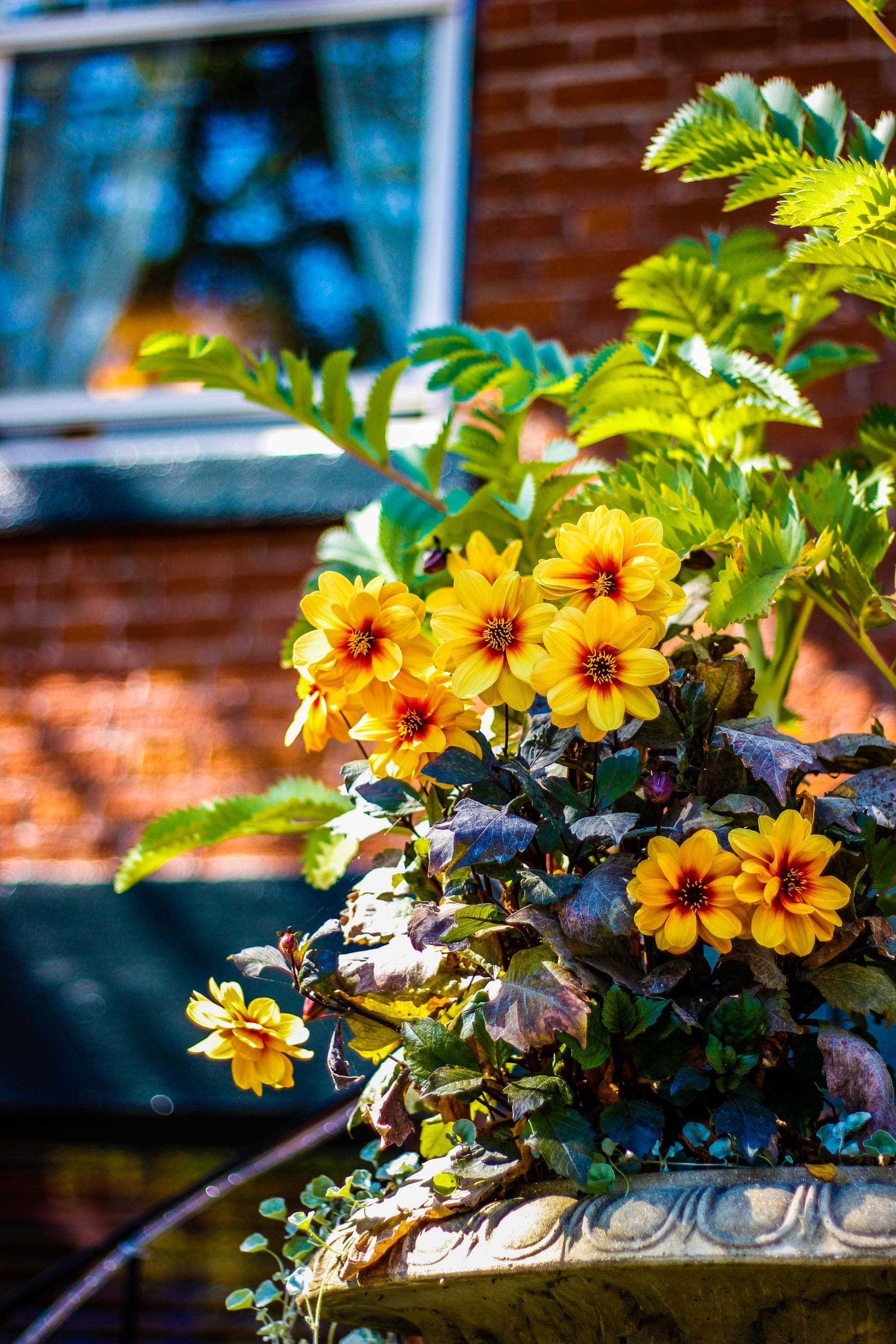 A planter filled with yellow flowers is in front of the James Bay Inn Hotel.