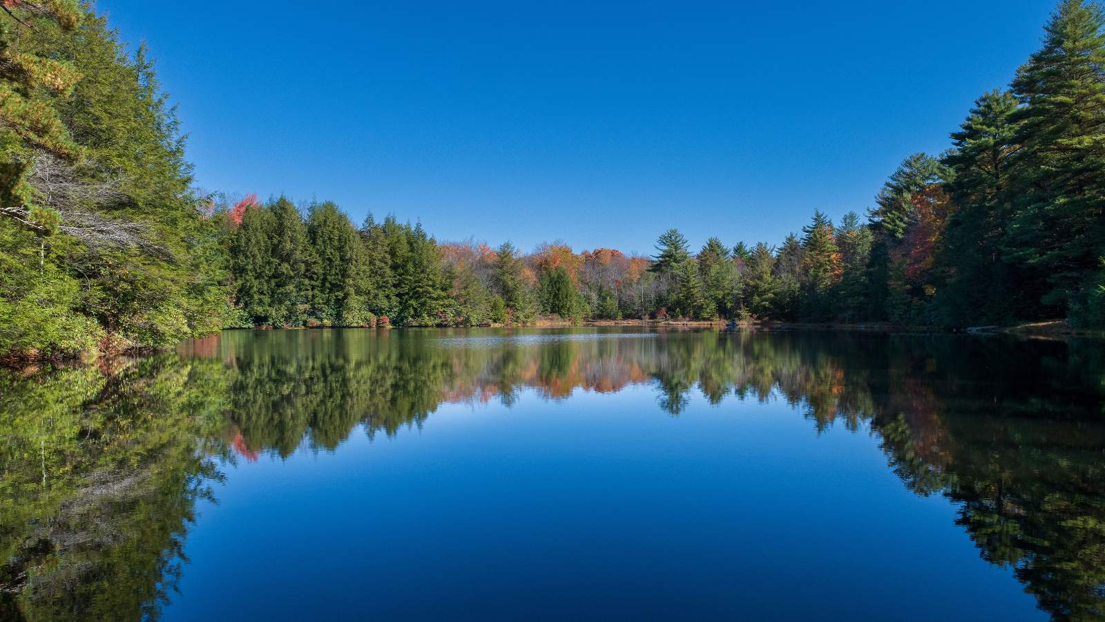 A lake surrounded by trees on a sunny day