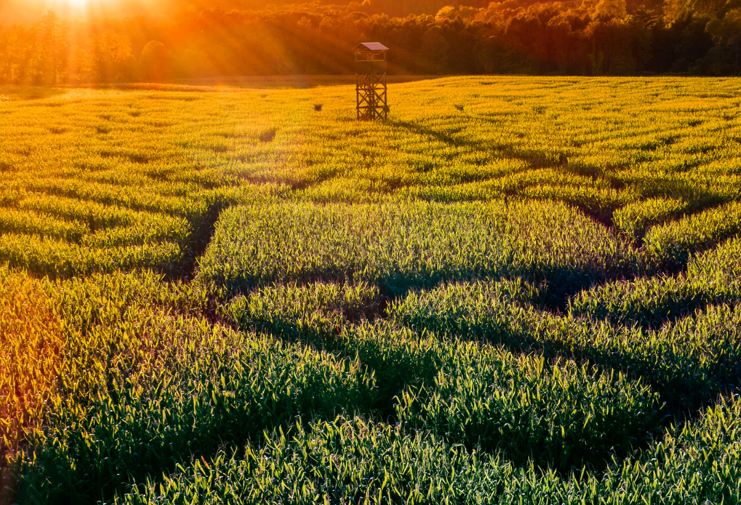 An aerial view of a corn maze in a field at sunset.